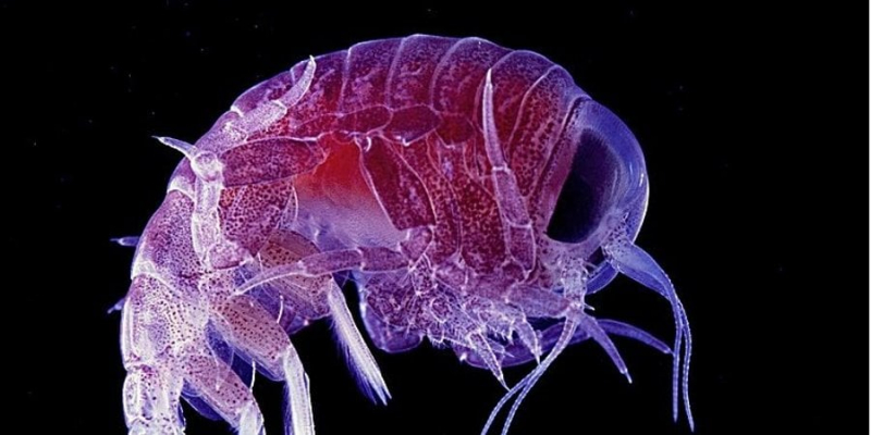 І тут проблеми. Зоологи виявили нову небезпеку планктону