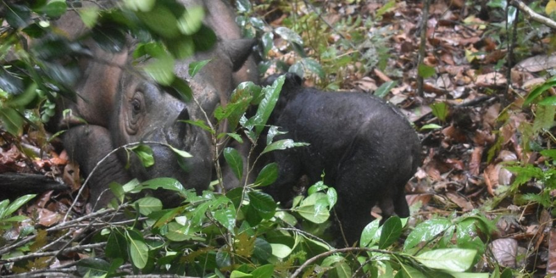 Крихітний і поки що без рога. На Суматрі народилося дитинча рідкісного носорога