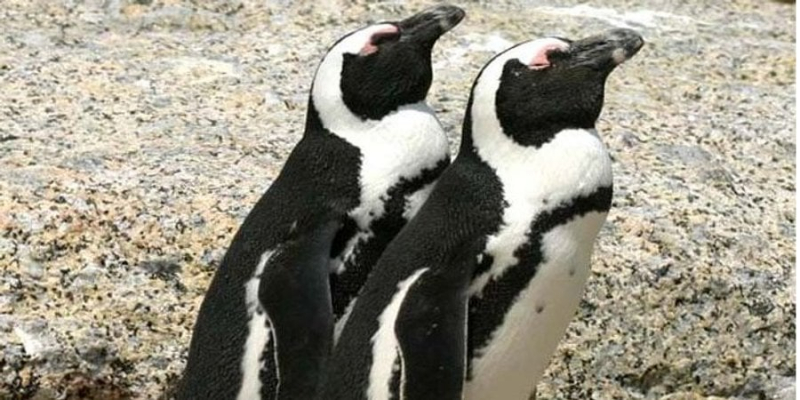 Не тільки краса, а й користь. Учені з’ясували, навіщо пінгвінам забарвлення у вигляді смокінга