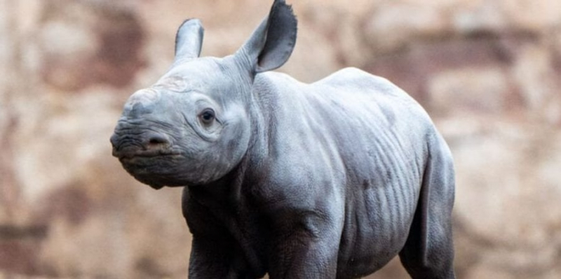 Одна з найрідкісніших тварин у світі. У Великій Британії народився чорний носоріг — відео