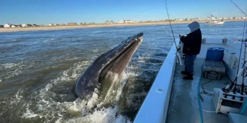 Страшні кадри. Горбатий кит мало не втопив рибальський човен — фото